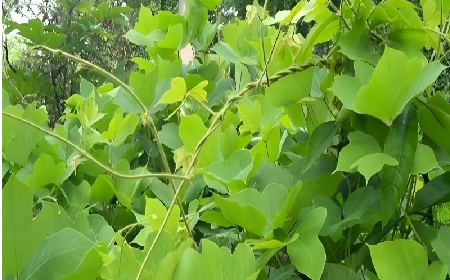 七夕寵妻狂魔就選它！二月風(fēng)雙有機(jī)野生葛根粉，健康又有文化味 