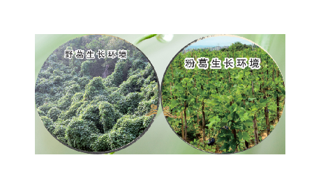高學(xué)歷養(yǎng)生黨親測(cè)：這款雙有機(jī)野生葛根粉，憑什么成日常優(yōu)選？?