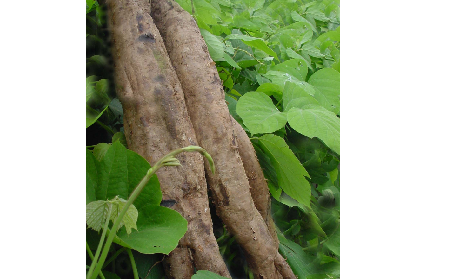 長期吃葛粉是養(yǎng)生還是傷身？科學解讀它的三大益處，讓你吃得更明白！