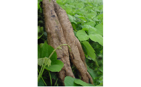 正宗的野生葛根粉，本質(zhì)是淀粉嗎？探秘千年本草中的自然饋贈(zèng)
